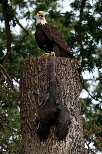 Adult Bald Eagle Posing Stump Calling While Displaying Dead Juvenile — Stock Photo, Image
