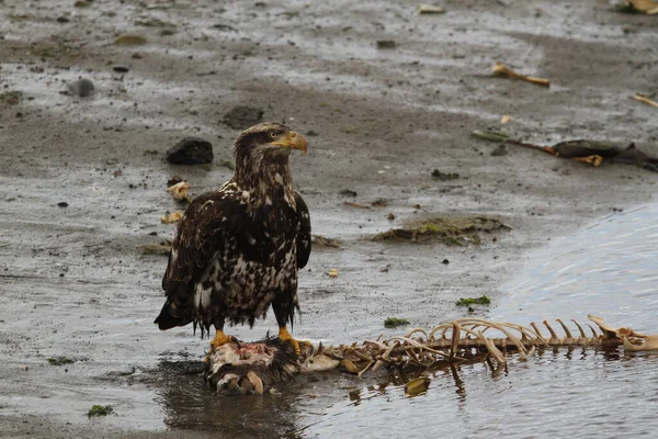 Bald Eagle Eating Remains Cow Shoreline Taken Victoria British Columbia — Stock Photo, Image