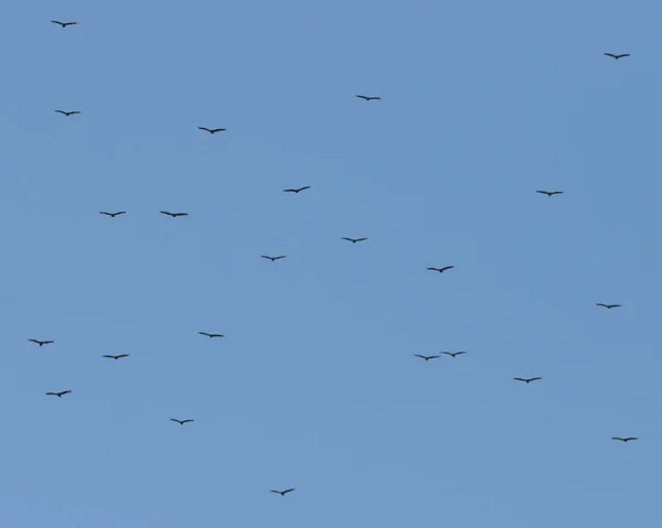 Een Kudde Turkse Gieren Die Tegen Een Blauwe Lucht Vliegen — Stockfoto