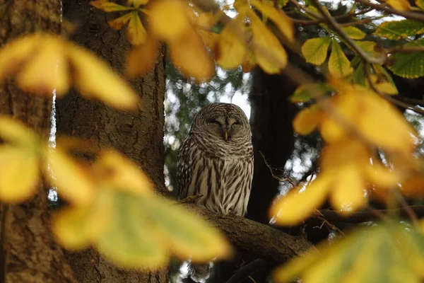 Burung Hantu Yang Tertidur Dibingkai Oleh Daun Kuning Musim Gugur — Stok Foto