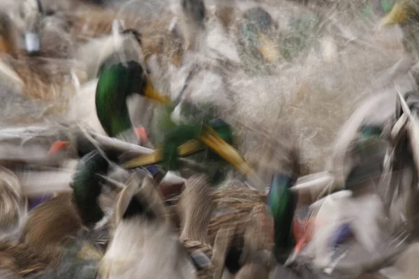 Une Longue Exposition Floue Canard Colvert Nourrissant Frénésie Montre Mouvement — Photo