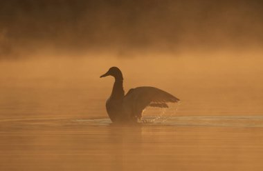 Erkek bir Mallard ördeğinin silueti (Anas platyrhynchos) kanat çırpıyor ve su damlacıkları sıçrıyor. Gün doğumunda ışık ılık bir portakaldır. Victoria, British Columbia, Kanada 'da çekildi..