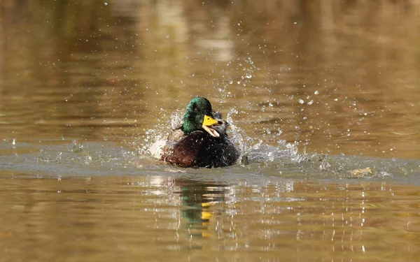 Male Mallard Duck Anas Platyrhynchos Bathing Splashing Pond Its Bill — Stock Photo, Image