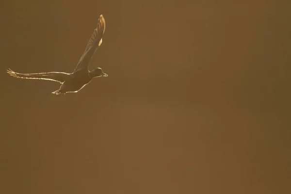 Een Mannelijke Mallard Eend Anas Platyrhynchos Vliegt Bij Zonsopgang Met — Stockfoto