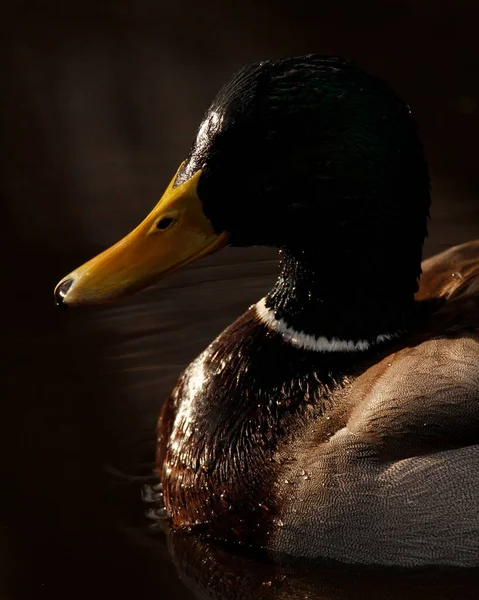 Eine Nahaufnahme Einer Männlichen Stockente Anas Platyrhynchos Die Größtenteils Schatten — Stockfoto