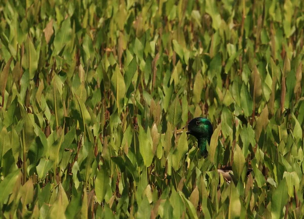 Μια Αρσενική Πάπια Mallard Anas Platyrhynchos Camoflauged Στα Μακριά Φυλλώδη — Φωτογραφία Αρχείου