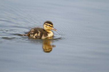 Gagasında bir damla suyla mavi suda sağa doğru yüzen sevimli, bekar bir Mallard ördeği (Anas platyrhynchos). Victoria, British Columbia, Kanada 'da çekildi..