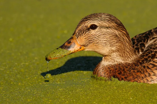 Närbild Hona Mallard Anas Platyrhynchos Som Dabblar Gröna Alger Ytan — Stockfoto