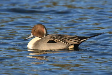 Kuzeyli erkek bir Pintail ördeğinin (anas acuta) mavi bir arka planda gözü kapalı uyuduğu yakın plan. Victoria, British Columbia, Kanada 'da çekildi..