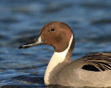 Mavi su arka planında, erkek bir Kuzey Pintail ördeğinin (anas acuta) kafa ve tüy detayına yakın plan görüntüsü. Victoria, British Columbia, Kanada 'da çekildi..