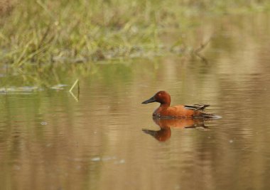 Bir erkek Cinnamon Teal ördeği (Spatula siyanoptera) sel basmış bir alanda çimen ile yüzüyor. Victoria, British Columbia, Kanada 'da çekildi..