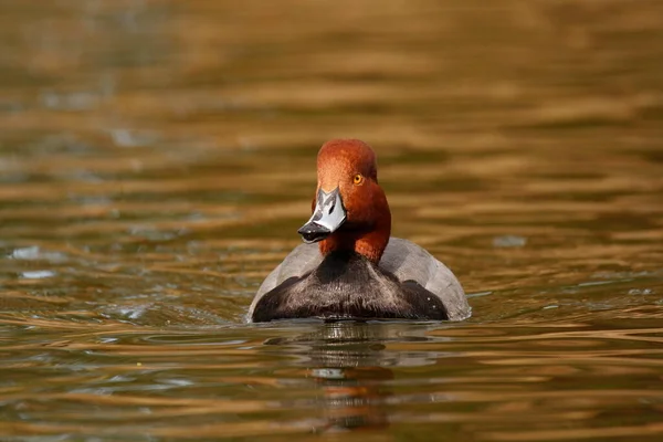 Nahaufnahme Einer Rotschopf Ente Aythya Americana Die Einem Teich Schwimmt — Stockfoto