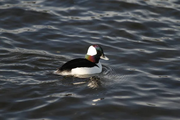 Κοντινό Πλάνο Αρσενικής Πάπιας Bufflehead Bucephala Albeola Που Κολυμπά Νερό — Φωτογραφία Αρχείου