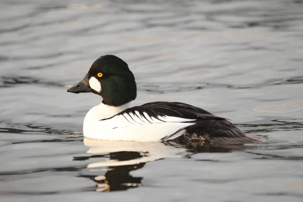 Вид Збоку Крупним Планом Чоловічий Common Goldeneye Bucephala Clangula Качка — стокове фото