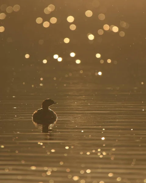 Eine Silhouette Mit Randbeleuchtung Eines Rattenschnabeltauchers Podilymbus Podiceps Der Wasser — Stockfoto
