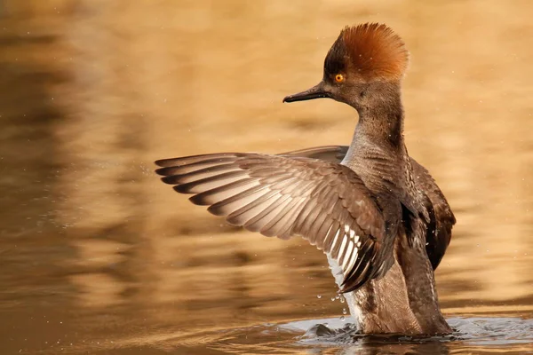 Närbild Kvinnlig Hooded Merganser Lophodytes Cucullatus Från Sidan Flaxande Vingar — Stockfoto