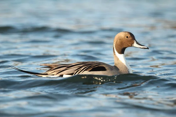 Primer Plano Pato Macho Pintail Del Norte Anas Acuta Perfil Imagen De Stock