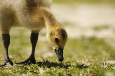 Yavru Kanada Kuğusu 'nun (Branta kanadensis) otların arasında yiyecek ararken alçak açılı görüntüsü..