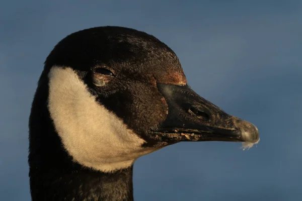 Kanadagås Branta Canadensis Ser Som Det Bländande Kameran Med Ögonen — Stockfoto