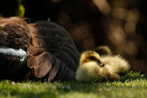 Baixo Ângulo Perto Bebê Ganso Canadá Branta Canadensis Gosling Deitado — Fotografia de Stock