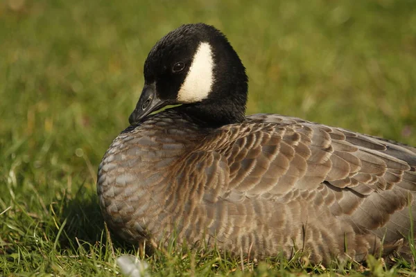 Low Angle Close Cackling Goose Branta Hutchinsii Sitting Lying Grassy — Stock Photo, Image