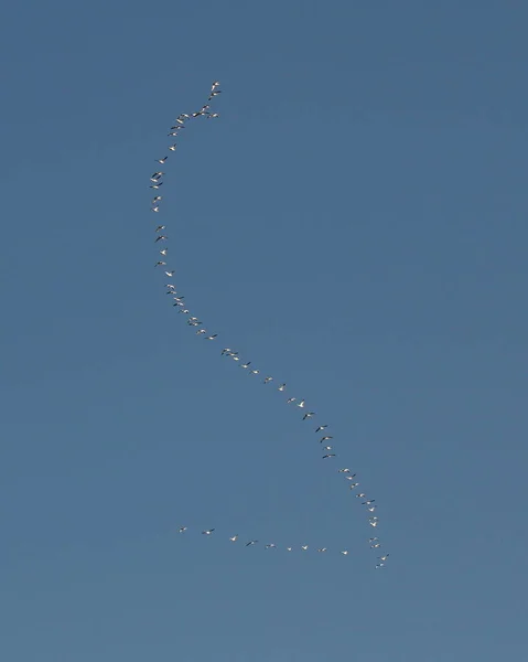 Stormo Oche Neve Minori Migratrici Anser Caerulescens Preso Sull Isola — Foto Stock