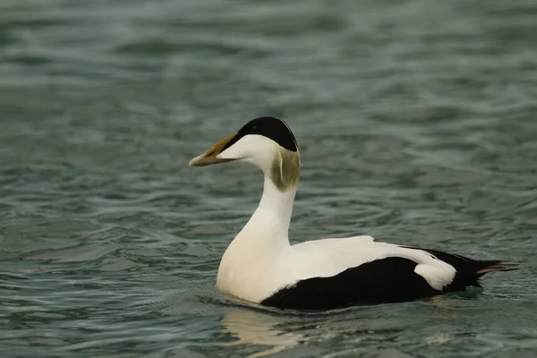 Side Profile Male Common Eider Somateria Mollissima Swimming Ocean Iceland — стокове фото