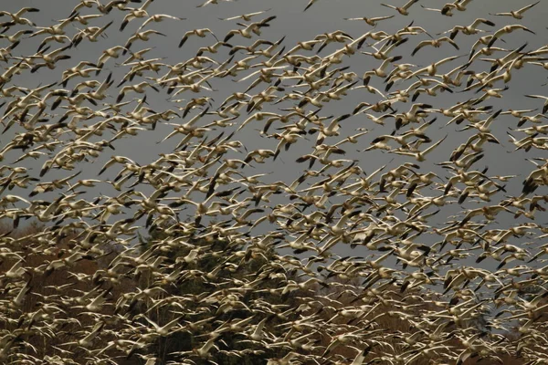 雪のGeese Anser Caerulescens より少ない移行の群れ カナダ Bc州のジョージC リーフェル移住鳥保護区の近くのウェザム島で撮影 — ストック写真