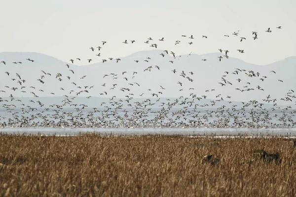 Stormo Oche Delle Nevi Minori Anser Caerulescens Migratrici Decollo All — Foto Stock