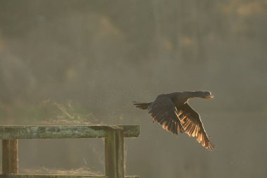 Çift tepeli tek bir karabatak (Nannopterum auritum), soğuk bir sabahta buharlı, sisli ya da sisli bir korkuluktan havalanır. Victoria, BC, Kanada 'da çekildi.