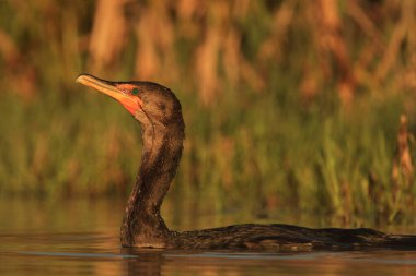 Çift tepeli tek bir karabatağın (Nannopterum auritum) ağzında yosun ve çimenli arka planda Victoria, BC, Kanada 'da çekilmiş yakın plan görüntüsü..