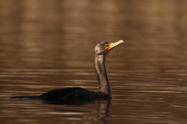 Düşük açılı tek bir çift tepeli karabatak (Nannopterum auritum) göl veya gölette turuncu kahverengi su ve ışık ile yüzer. Victoria, BC, Kanada 'da çekildi.