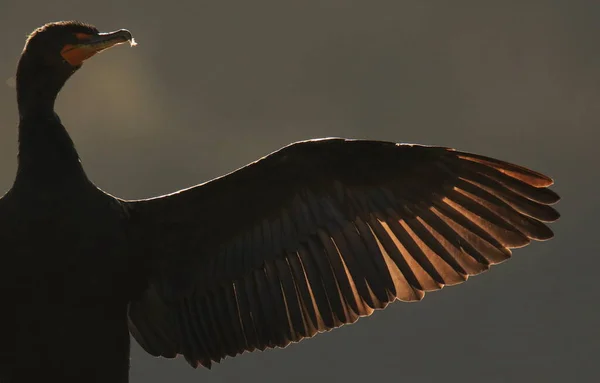 A close up of a single Double-crested Cormorant (Nannopterum auritum) drying with its backlit wing outstretched. Taken in Victoria, BC, Canada.