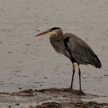 Tek bir Büyük Mavi Balıkçıl (Ardea herodias) yağmur yağarken suyun kenarında durur. Victoria, BC, Kanada 'da çekildi.