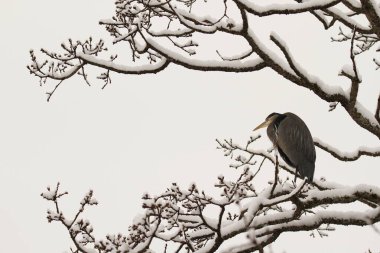 Tek bir Büyük Mavi Balıkçıl (Ardea herodias), bir sürü karışık dallı, karla kaplı bir ağaçta. Victoria, BC, Kanada 'da çekildi.