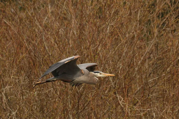 Tek bir Büyük Mavi Balıkçıl (Ardea herodias), kahverengi ağaç veya dallardan oluşan bir arka planda uçmaktadır. Kanatları yukarı bakıyor. Victoria, BC, Kanada 'da çekildi.
