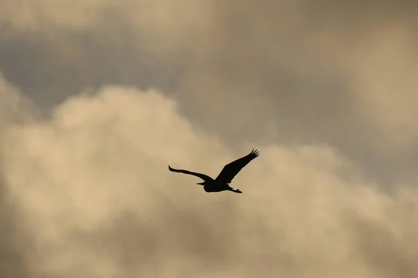 Ένα Ενιαίο Great Blue Heron Ardea Herodias Πτήση Κοντά Στο — Φωτογραφία Αρχείου