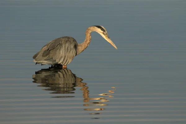 Ein Einzelner Blaureiher Ardea Herodias Fischt Oder Jagt Wasser Stehend — Stockfoto