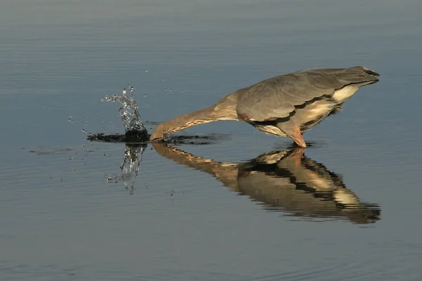 Ein Einzelner Blaureiher Ardea Herodias Fischt Oder Jagt Wasser Stehend — Stockfoto