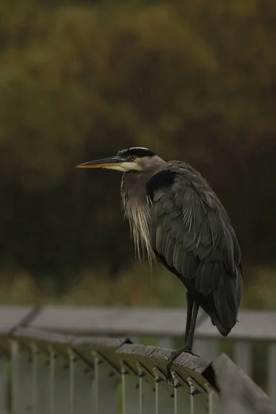 Pojedyncza Wielka Niebieska Czapla Herodiada Ardea Stojąca Poręczy Deszczu Zrobione — Zdjęcie stockowe