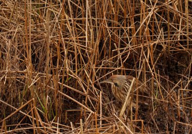 Bir Amerikan Bittern (Botaurus lenginosus) otlar veya sazlıklar içinde. Delta, BC, Kanada 'da çekildi.