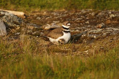 Yetişkin bir Killdeer (Charadrius vociferus), kıyı kuşu ve yavrusu tüylerinin arasında kayalık bir çimenlikte saklanır. Victoria, BC, Kanada 'da çekildi.