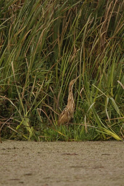 Eine Rohrdommel Botaurus Lentiginosus Steht Langen Grünen Gras Oder Schilf — Stockfoto