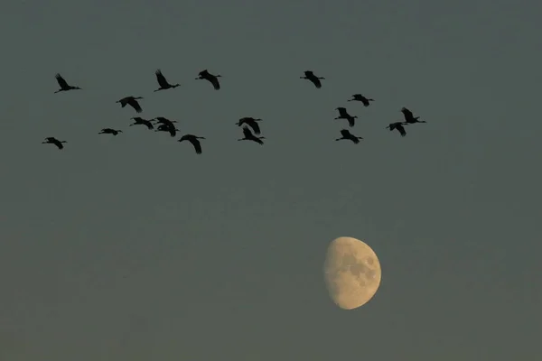 Зграя Вісімнадцяти Журавлів Antigone Canadensis Літають Силуетом Над Місяцем Сутінках — стокове фото