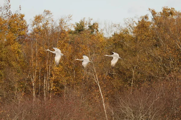 Τρεις Sandhill Cranes Antigone Canadensis Πετούν Μαζί Μπροστά Από Καφετιές — Φωτογραφία Αρχείου
