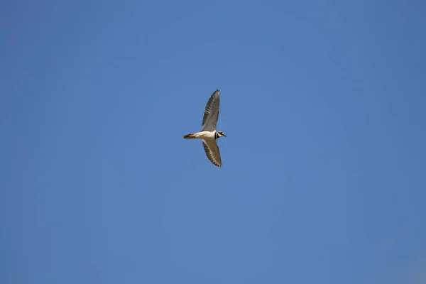 Single Killdeer Charadrius Vociferus Plover Shorebird Flight Blue Sky Taken — Stockfoto