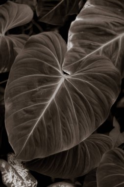 Bitkiler, ormandaki yapraklar, kapatın.