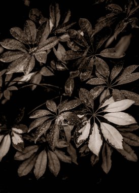 Yaprakları kapatın, güzel botanik çekimleri, doğal duvar kağıtları.