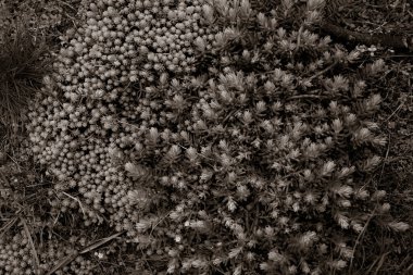 Bitkiler, güzel botanik çekimleri, doğal duvar kağıtları.