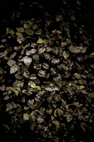 Liście Piękne Botaniczne Strzał Naturalne Tapety — Zdjęcie stockowe